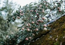 Isoler sa maison avec une toiture à rétention d’eau